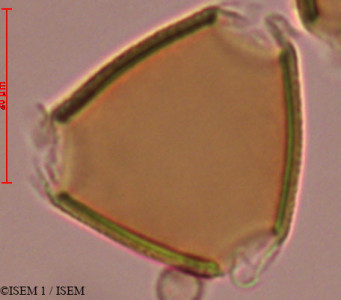 Erythrina polychaeta - lame n° 29316